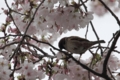 [鳥][スズメ][桜]