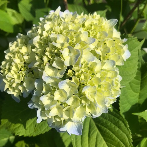 f:id:ashihouguide86:20190615215208j:image