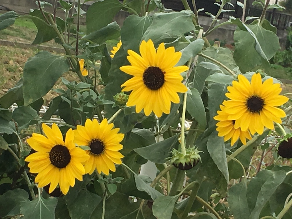 f:id:ashikatan:20170923155439j:image