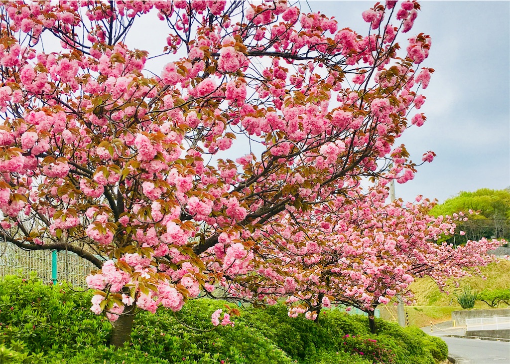 f:id:ashikatan:20180414171030j:image