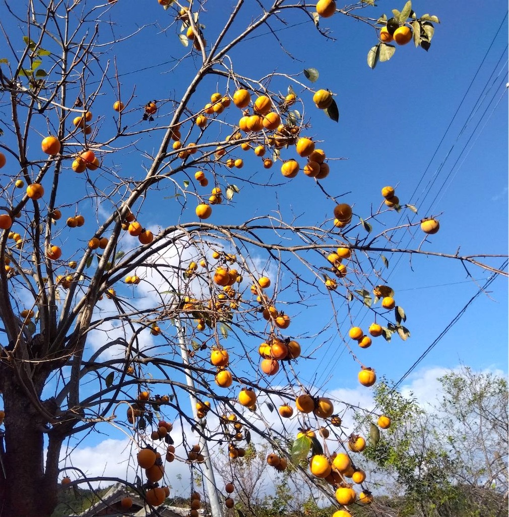 f:id:ashikatan:20231119224741j:image