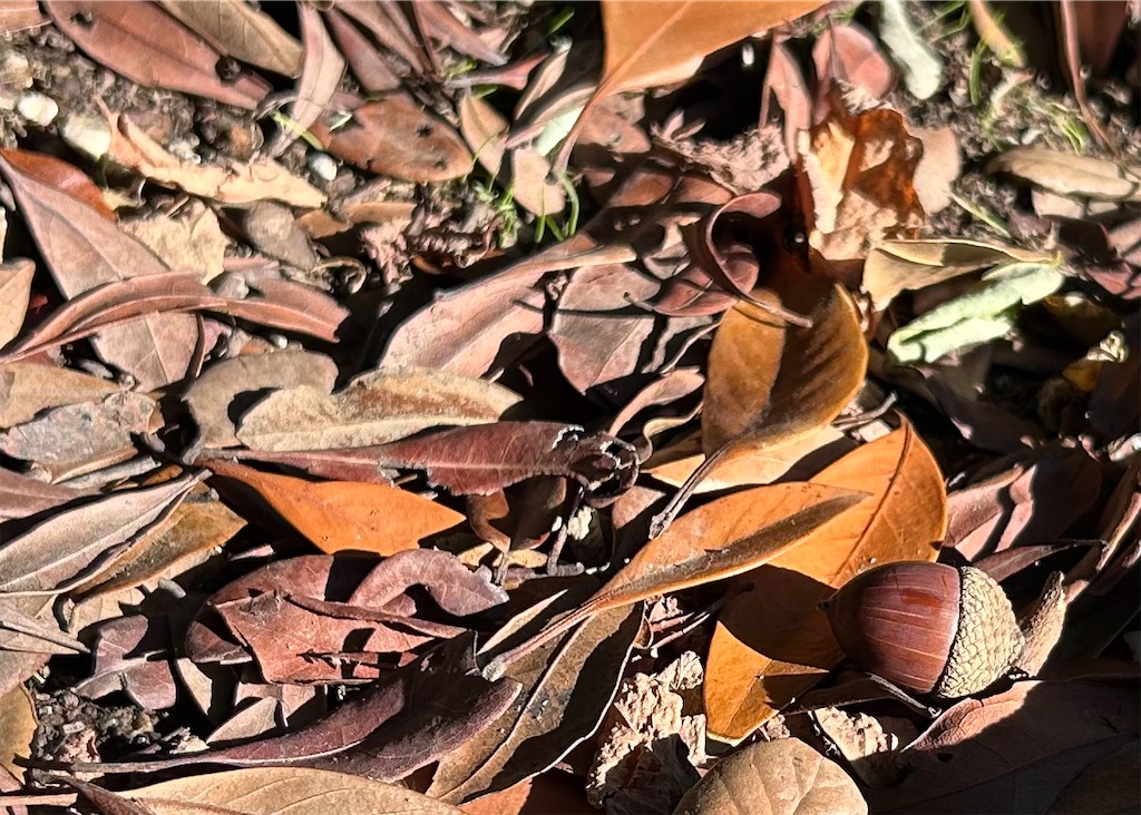 f:id:ashikatan:20241110145211j:image