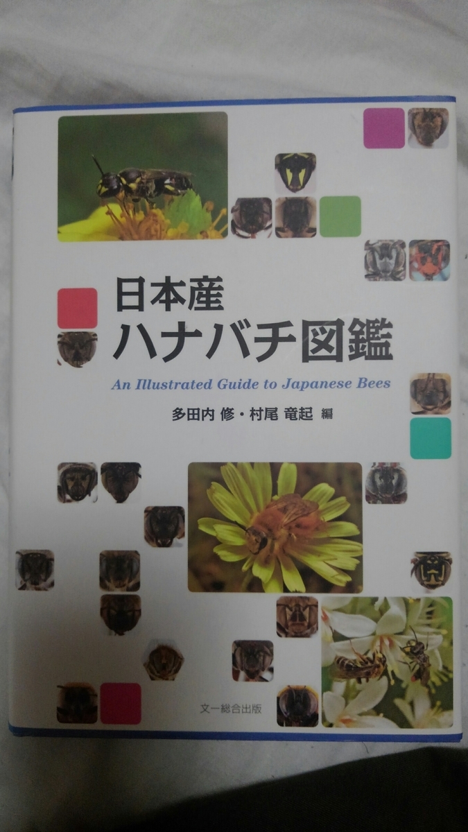 アドベントカレンダー20日目】日本産ハナバチ図鑑 - なにもしなくても