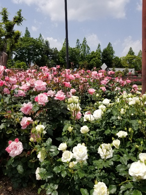 f:id:ashiyamiwa:20210510095038j:image