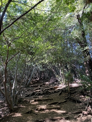 f:id:ashwagandha:20201027112900j:plain f:id:ashwagandha:20201027112900j:plain