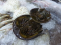 [Horseshoe Crab]