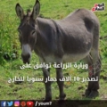 Exporting donkeys for the Gulf