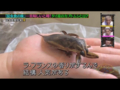 Khlong Toei Market Bugs