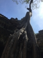 [Jayavarman VII]
