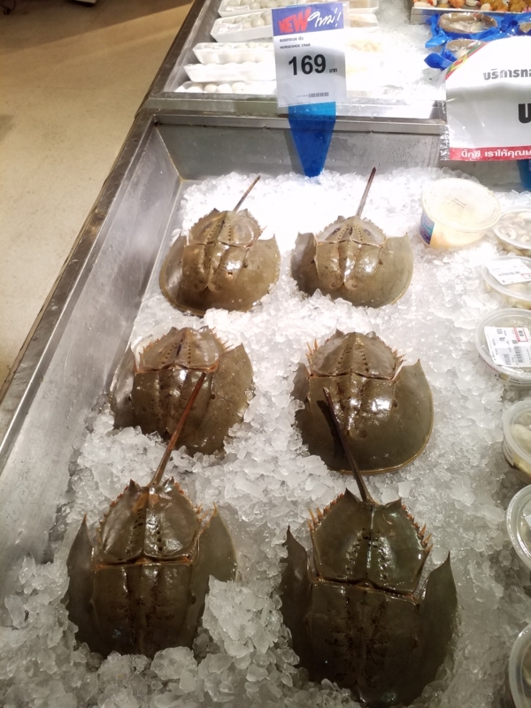 [Horseshoe Crab]