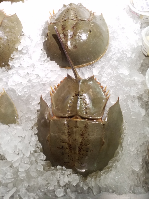 [Horseshoe Crab]