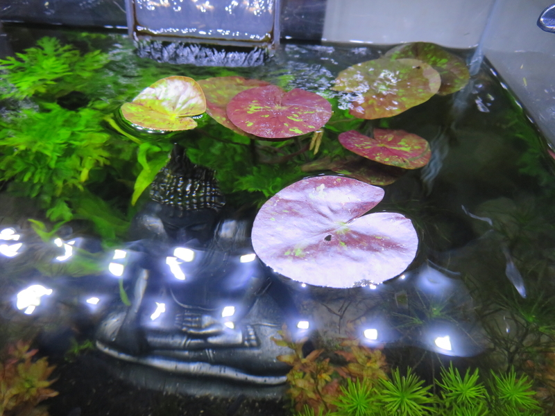 f:id:asiafreak55:20190608222439j:plain