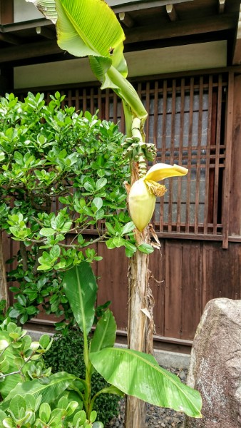 f:id:asiandream0804:20200208082120j:plain