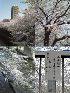 2006　神田川沿い桜満開