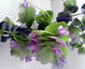 オレガノ・ケントビューティー　偉そうな名前がカワイイ　　2006春　