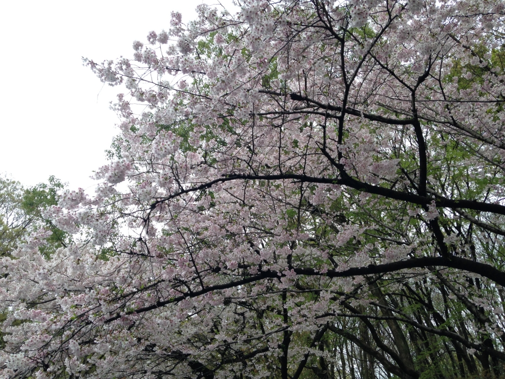 f:id:asitanorojo:20170424201059j:plain f:id:asitanorojo:20170424201059j:plain