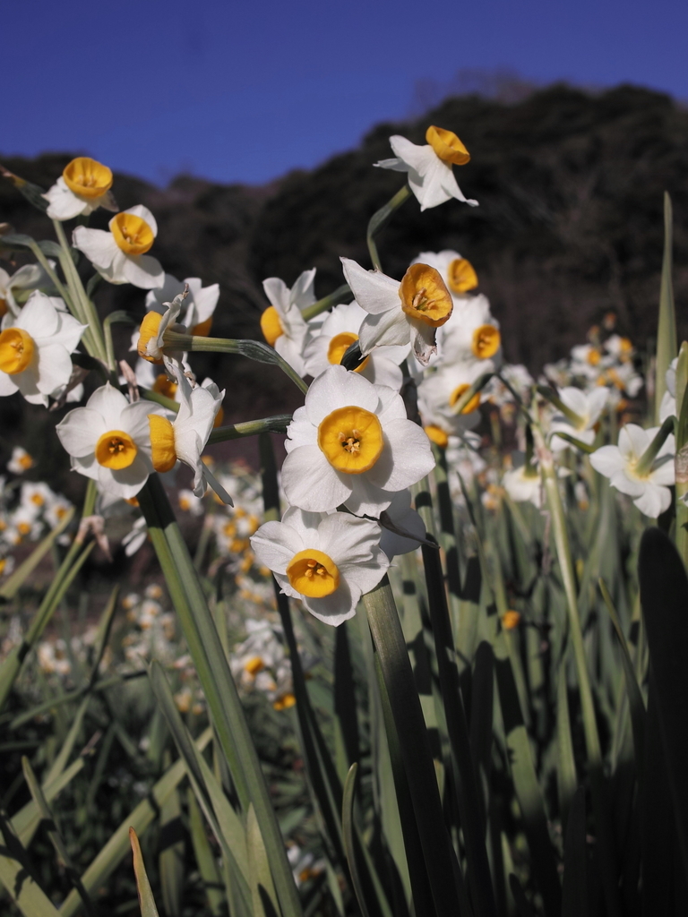 f:id:asknom:20190115211543j:plain