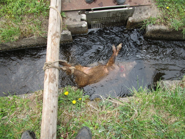 f:id:asmane:20190423173300j:plain