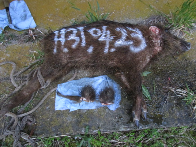 f:id:asmane:20190423205002j:plain