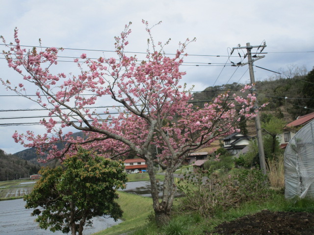 f:id:asmane:20190424204830j:plain