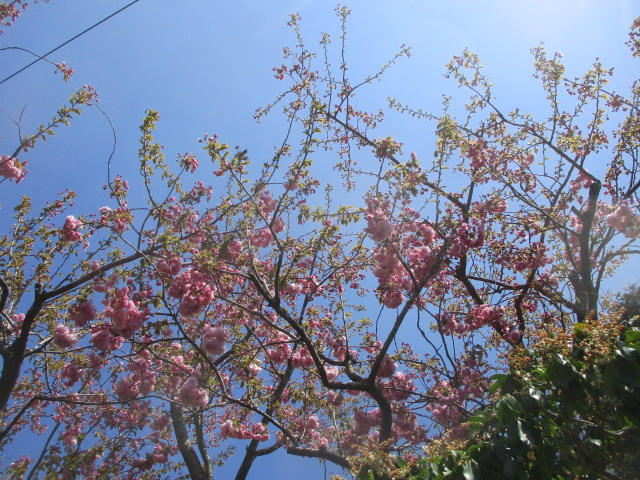 f:id:asmane:20210419174539j:plain