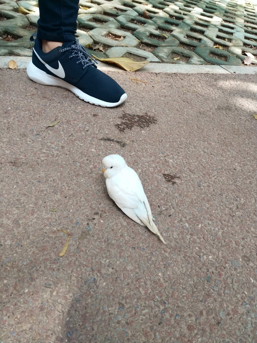 f:id:asmsuechan:20190804003713j:plain