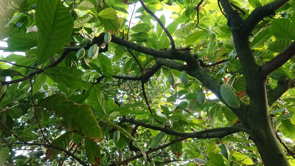 f:id:aso-cacao-pj:20190131142550j:plain