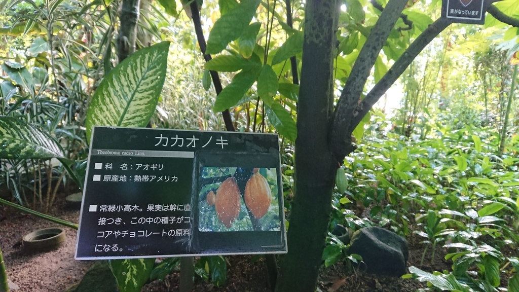 f:id:aso-cacao-pj:20190131143313j:plain