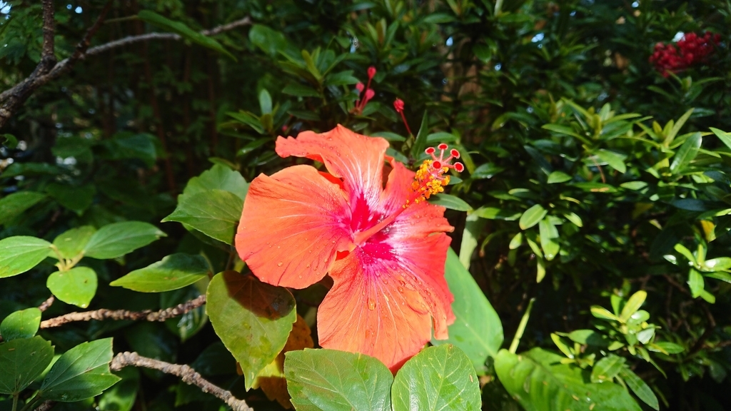 f:id:aso-cacao-pj:20190131144235j:plain