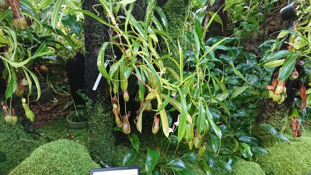 f:id:aso-cacao-pj:20190131144341j:plain