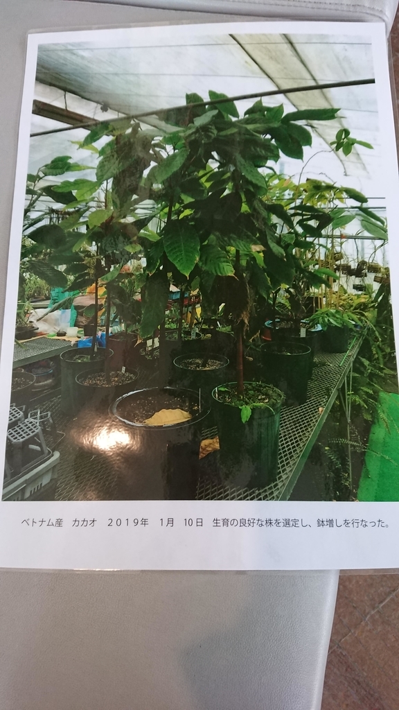 f:id:aso-cacao-pj:20190131144745j:plain