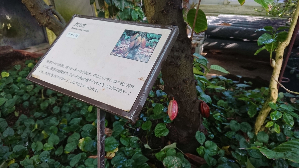 f:id:aso-cacao-pj:20190131161533j:plain