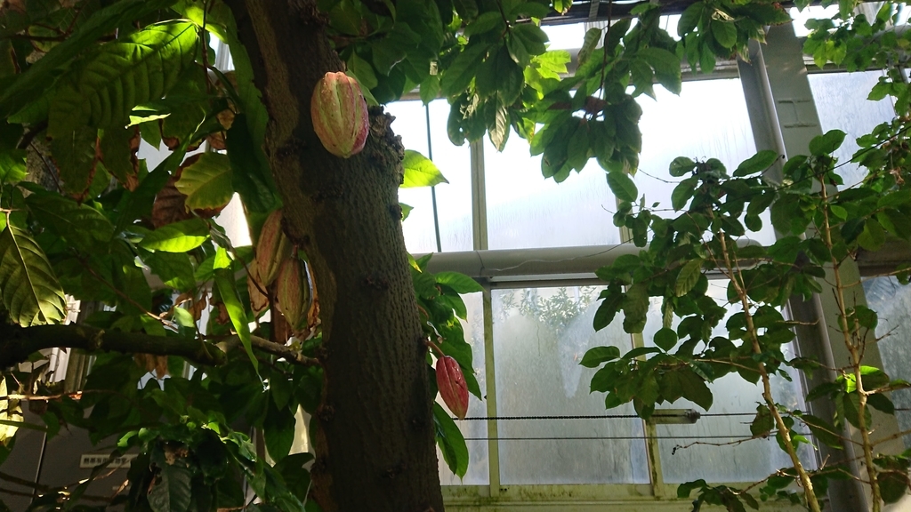 f:id:aso-cacao-pj:20190131161714j:plain