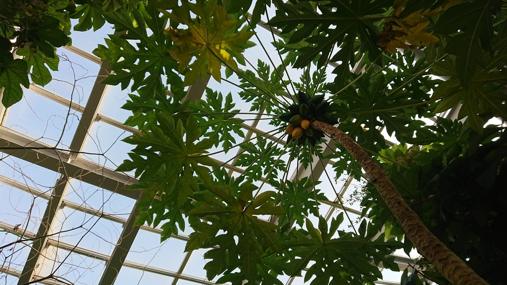 f:id:aso-cacao-pj:20190131165421j:plain