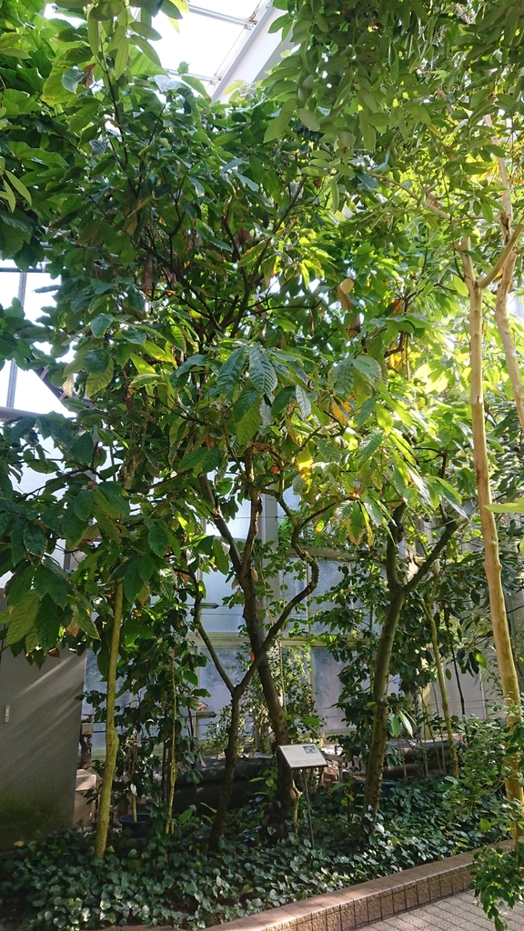 f:id:aso-cacao-pj:20190131165654j:plain