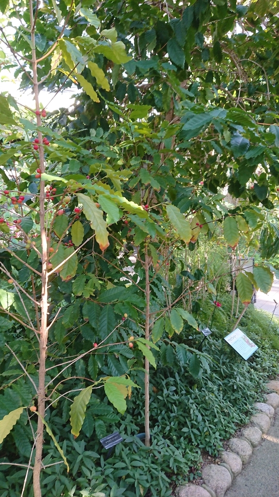 f:id:aso-cacao-pj:20190131195910j:plain