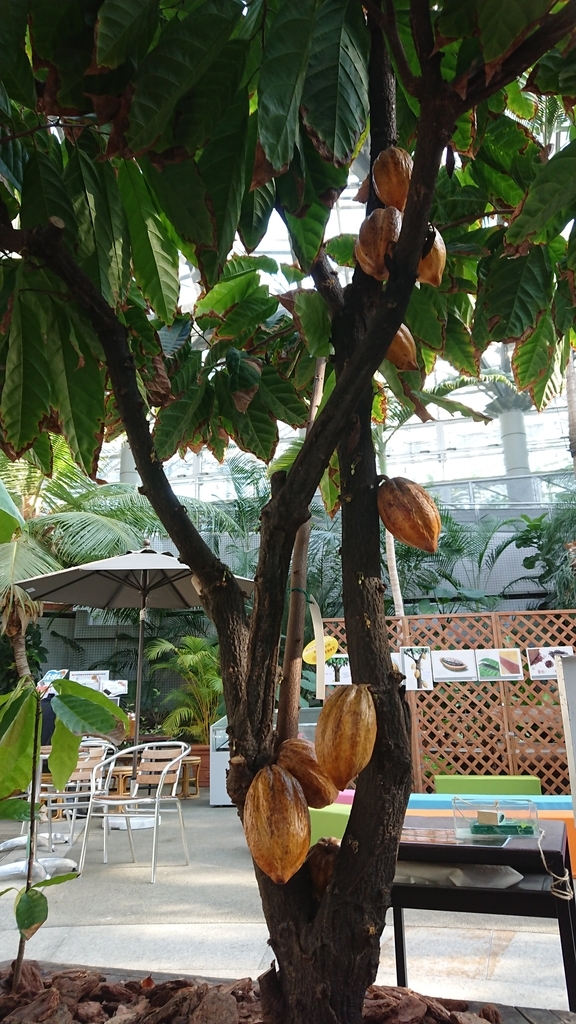 f:id:aso-cacao-pj:20190131200024j:plain