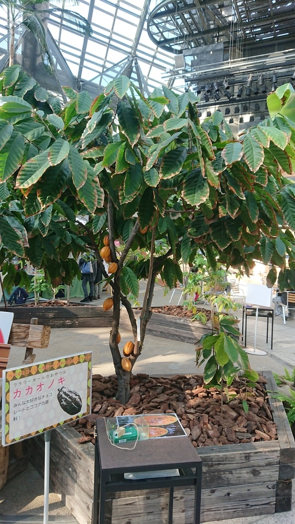 f:id:aso-cacao-pj:20190131201852j:plain