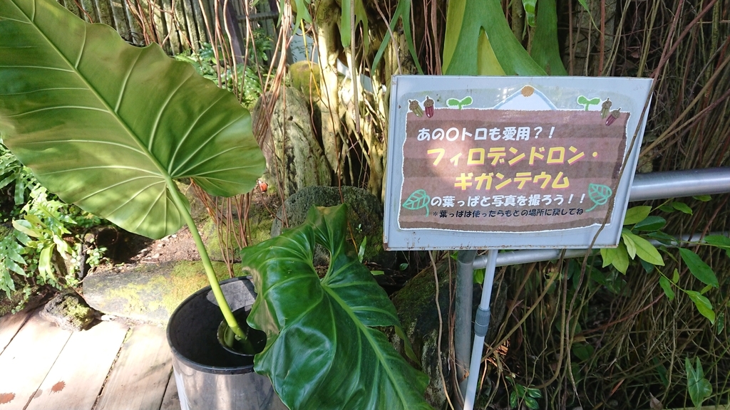 f:id:aso-cacao-pj:20190131205531j:plain