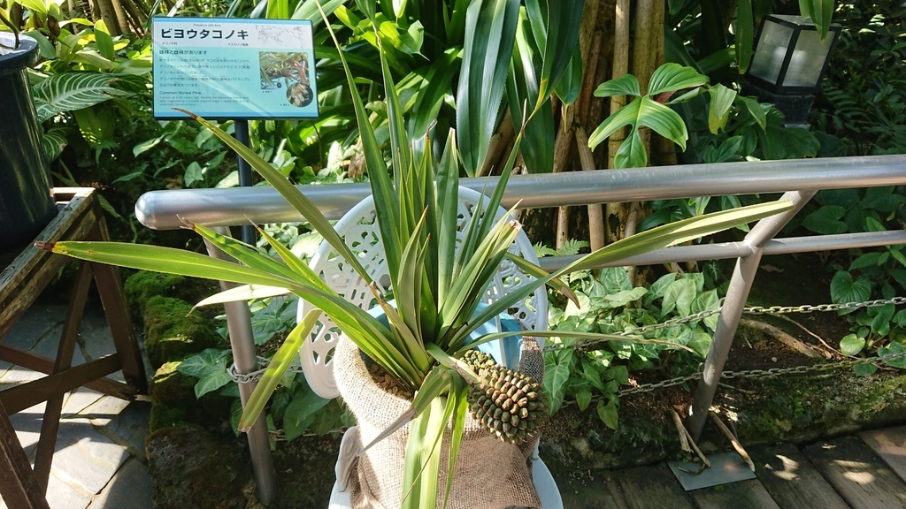 f:id:aso-cacao-pj:20190131205929j:plain