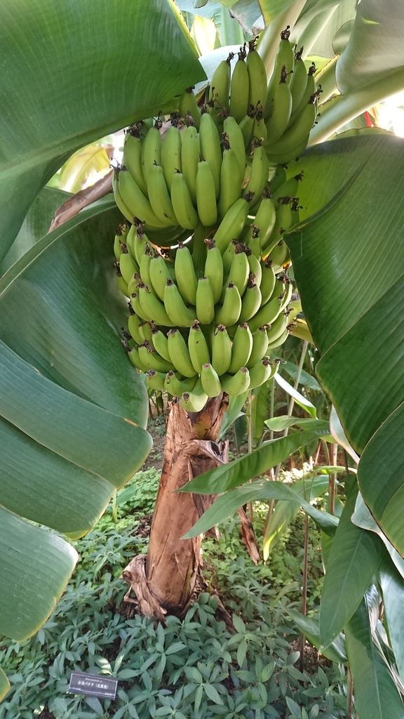 f:id:aso-cacao-pj:20190131210220j:plain