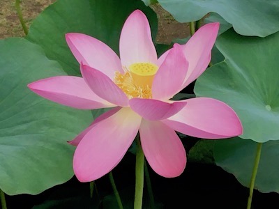 f:id:aso3bow:20180708095110j:plain f:id:aso3bow:20180708095110j:plain