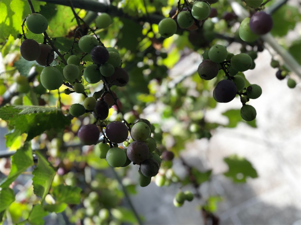 f:id:aso4045:20180814143736j:image