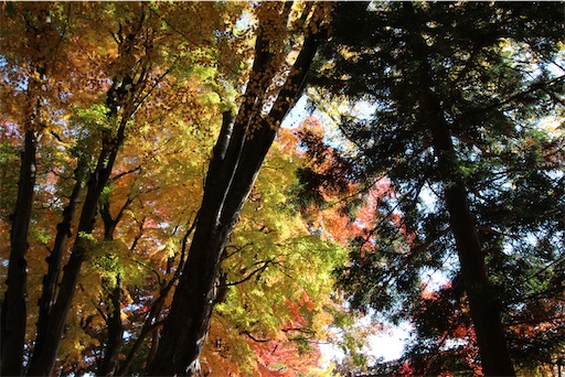 f:id:aso414:20221114223231j:image f:id:aso414:20221114223231j:image