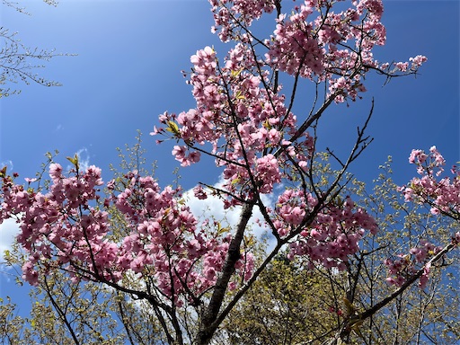 f:id:aso414:20230421172434j:image