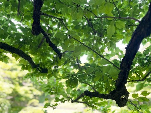 f:id:aso414:20240512115850j:image