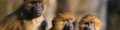 20210125052520