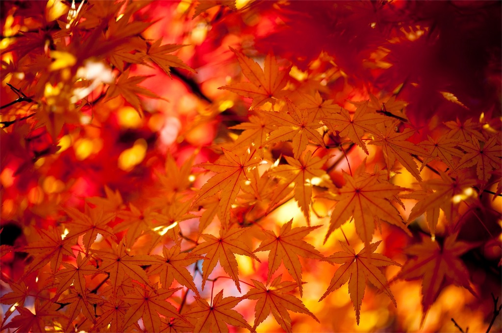 f:id:asoftgm23:20181121142934j:image f:id:asoftgm23:20181121142934j:image