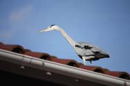 Img_6276w