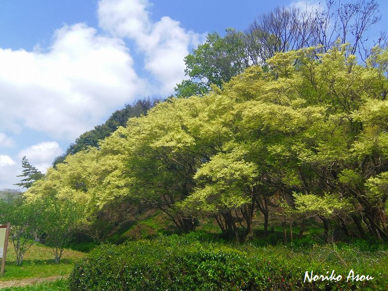 f:id:asou-ane0843:20190421185536j:plain